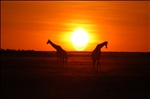 Etosha National Park, Namibia